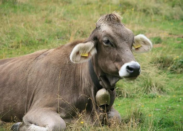 Διαμέρισμα Schraberger - Alpin